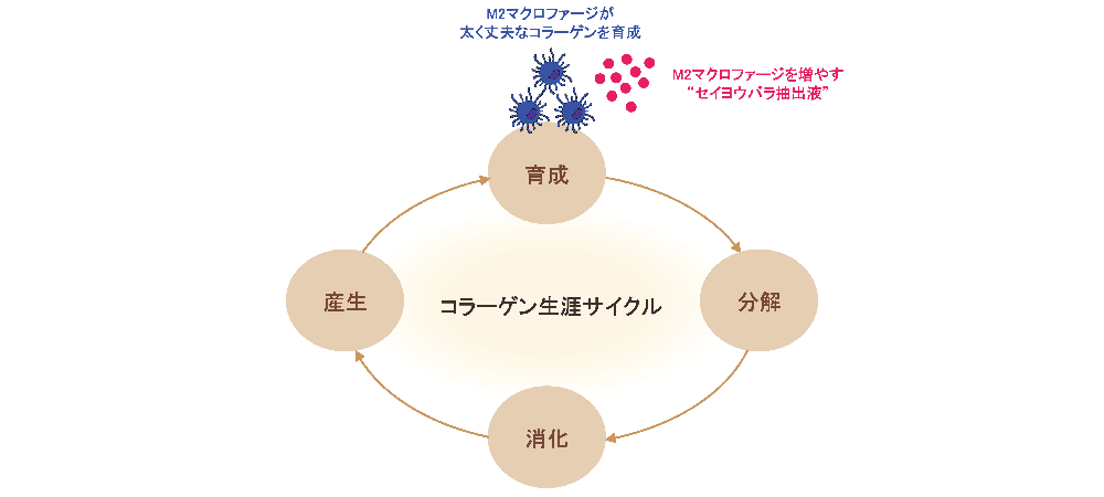 資生堂R&D―最先端のコラーゲン研究から新知見 ［PR］| 国際商業